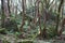 Mountain jungle (rhododendron forest)