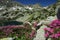 Mountain lake betwen flowers and snow patches