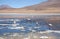 Mountain lake with flamingos in Bolivia