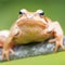 Mountain lake frog