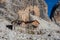 Mountain landscape and alpine hut Angelo Alimonta in Dolomites Alps
