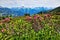 Mountain landscape with Alpine Roses in the foreground. Zillertal Valley