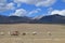 mountain landscape animal camel plateau