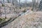 Mountain landscape with brook in woods in spring