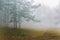 Mountain landscape with a bull standing in foggy pine forest