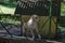 Mountain landscape with coniferous forest, glade and big dog labrador retriever in Old park Tsarska or Royal Bistritsa