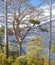 Mountain Landscape with dead pines