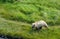 Mountain landscape, Fascinating hike in Kamchatka