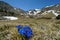 Mountain landscape flowers France Catalan Pyrenees