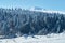 Mountain landscape. In the foreground there is a glade, on the middle a forest, behind the snow-covered peaks of the mountains. Be