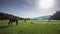 The Mountain landscape with grazing horses