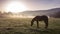 The Mountain landscape with grazing horses