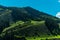 Mountain landscape with green hills and fir trees