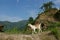 Mountain landscape. Hills, palm trees and a goat.