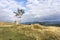 Mountain landscape with lonely rowan tree