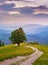 Mountain landscape. Lonely tree near the hiking path