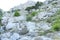 Mountain landscape. plants growing in stones.