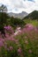 Mountain landscape with rosebay willowherb wildflowers infront of mountain stream