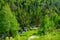 Mountain landscape with trees, grasses and creek