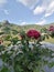 Mountain landscape view through the roses