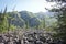 Mountain landscape, wild taiga and grasshoppers.