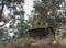 Mountain landscapes. A log cabin in the woods, surrounded by trees on the hill