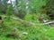 Mountain larch forest with flowers including globeflower