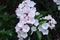 Mountain Laurel, Blue Ridge Parkway