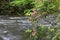 Mountain Laurel Beside a Creek