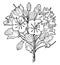 Mountain, Laurel, flower, Kalmia, Latifolia, round, occur, clusters vintage illustration
