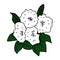 Mountain laurel flowers illustration vector isolated