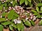 Mountain Laurel at Hanging Rock State Park