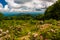 Mountain laurel in meadow and view of Old Rag from an overlook in Shenandoah National Park