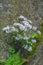 Mountain Laurel Shrub Growing on a Mountainside