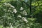 Mountain Laurel Wildflowers in the Blue Ridge Mountains