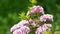 Mountain Laurel and wind
