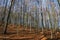 Mountain leafless forest in autumn day