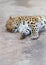 Mountain leopard