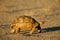 Mountain (leopard) tortoise, South Africa