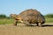 Mountain (leopard) tortoise, South Africa