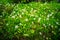 Mountain lilies in Mount Rainier