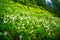 Mountain lilies in Mount Rainier