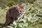 Mountain Lion cougar wild cat wildlife approaching