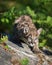 Mountain lion cub