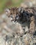 Mountain lion cub