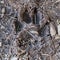 Mountain Lion Footprint in Mud