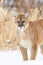 Mountain lion front portrait