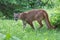 Mountain lion in green forest