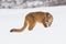Mountain lion growling in the snow