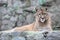 Mountain lion laying on rocky pedestal in zoo